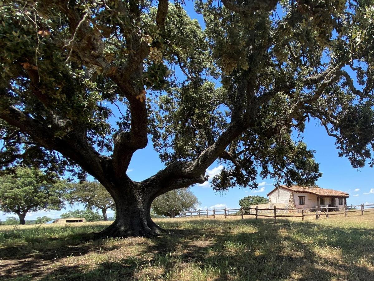 Eco-Lodge En La Reserva Privada Campanarios De Azaba - Proyecto De Conservacion Espeja ภายนอก รูปภาพ