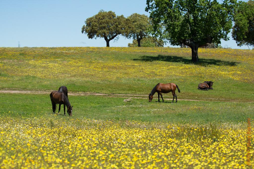 Eco-Lodge En La Reserva Privada Campanarios De Azaba - Proyecto De Conservacion Espeja ภายนอก รูปภาพ