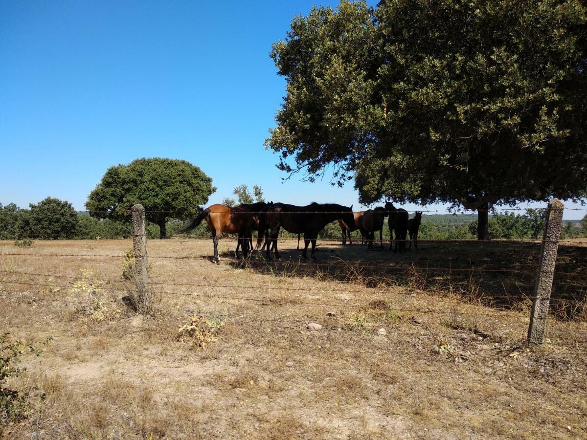 Eco-Lodge En La Reserva Privada Campanarios De Azaba - Proyecto De Conservacion Espeja ภายนอก รูปภาพ